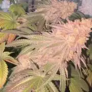 First serious grow as a newbie