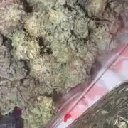 First serious grow as a newbie
