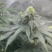 First serious grow as a newbie