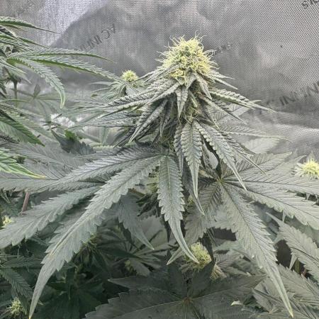 First serious grow as a newbie