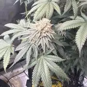 First serious grow as a newbie