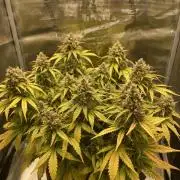 RQS Corkscrew Auto - First Indoor run