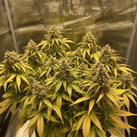 RQS Corkscrew Auto - First Indoor run