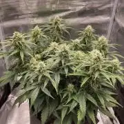 RQS Corkscrew Auto - First Indoor run