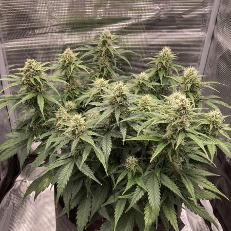 RQS Corkscrew Auto - First Indoor run