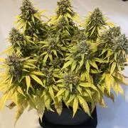 RQS Corkscrew Auto - First Indoor run