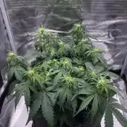 RQS Corkscrew Auto - First Indoor run