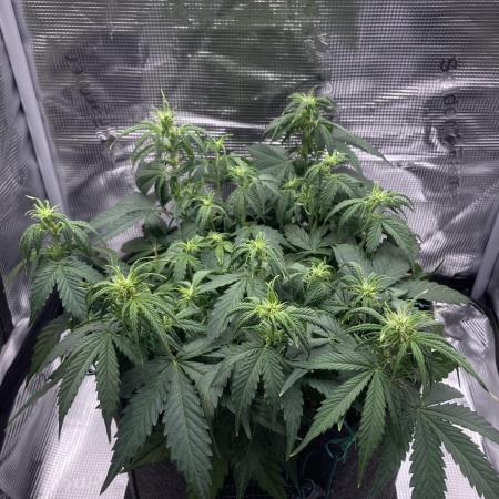 RQS Corkscrew Auto - First Indoor run