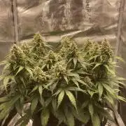 RQS Corkscrew Auto - First Indoor run