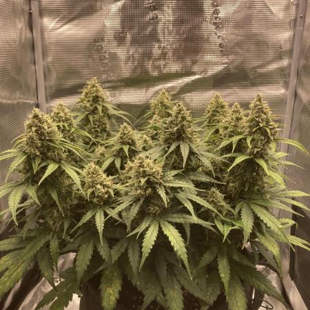 RQS Corkscrew Auto - First Indoor run