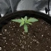 RQS Sherbet Queen Auto - Indoor Grow #2