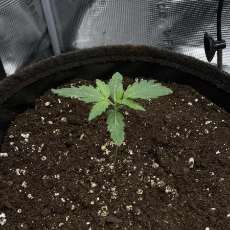 RQS Sherbet Queen Auto - Indoor Grow #2