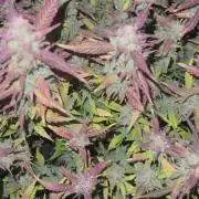 Sour Crinkle Mephisto Genetics