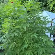 Outdoor 2025 - 6 Plants - JF 420
