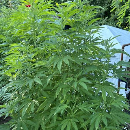 Outdoor 2025 - 6 Plants - JF 420