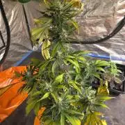 Flipps grow