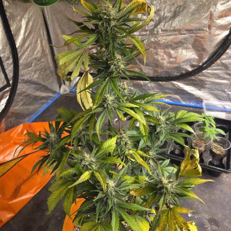 Flipps grow