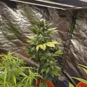 Flipps grow