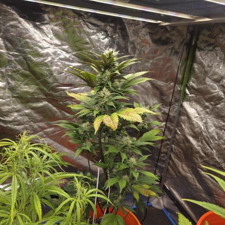 Flipps grow