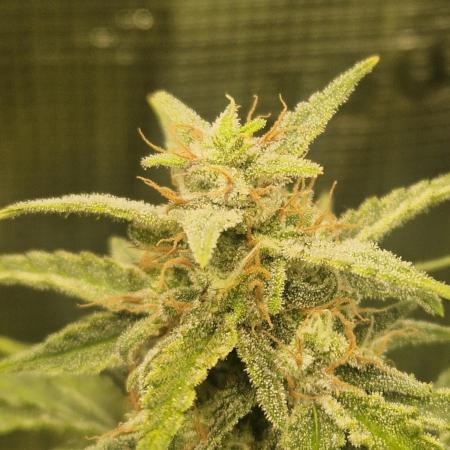 Wedding Glue - Super soil (Lurpe)