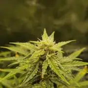 Wedding Glue - Super soil (Lurpe)