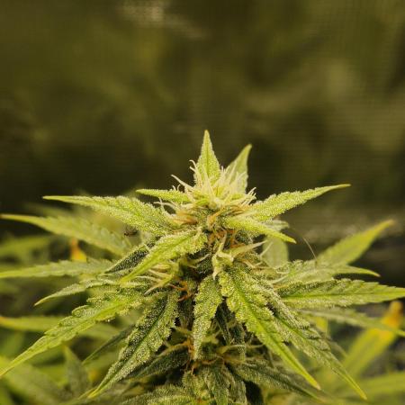 Wedding Glue - Super soil (Lurpe)