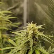Wedding Glue - Super soil (Lurpe)