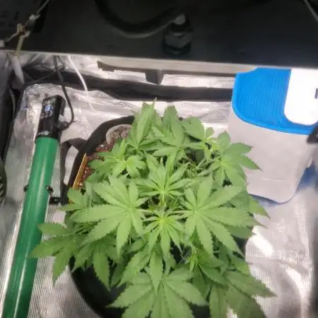 Wedding Glue - Super soil (Lurpe)