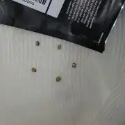 Budduckers tent tales