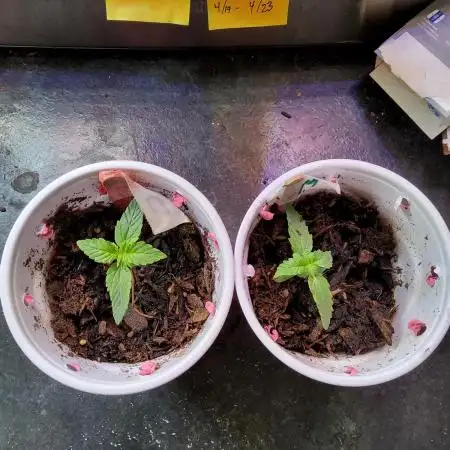 CO outdoor Northern Lights Auto 2026