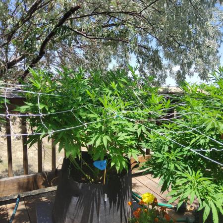 Durban Poison CO grow 2026