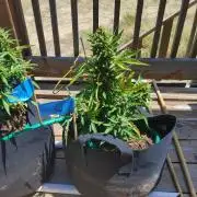 Northern Lights Auto CO outdoor 2026