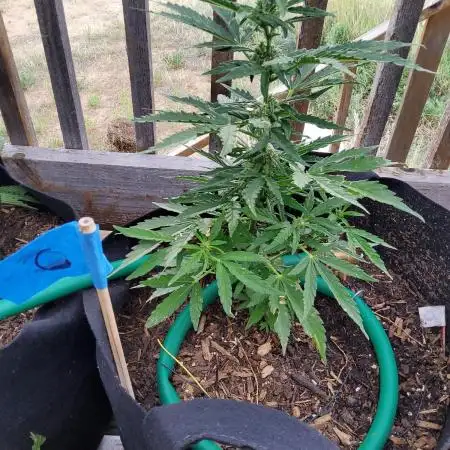 Northern Lights Auto CO outdoor 2026