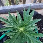 Northern Lights Auto CO outdoor 2026
