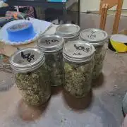 Durban Poison CO grow 2026