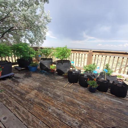 Outdoor Autoflower, round 2