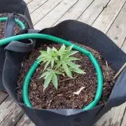 CO outdoor Northern Lights Auto 2026
