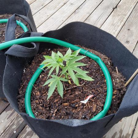 CO outdoor Northern Lights Auto 2026