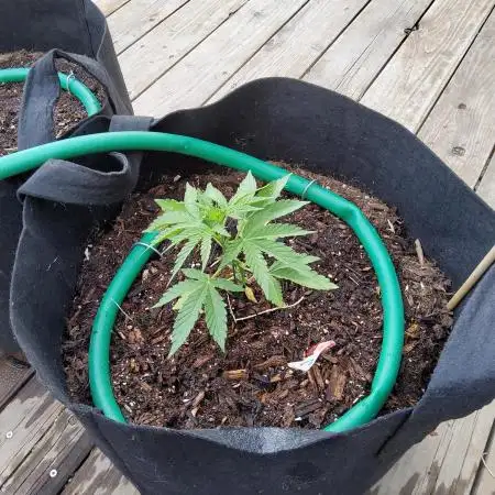 CO outdoor Northern Lights Auto 2026