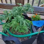 Northern Lights Auto CO outdoor 2026