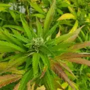 Durban Poison CO grow 2026
