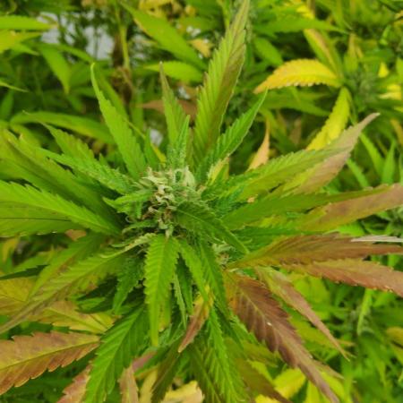 Durban Poison CO grow 2026