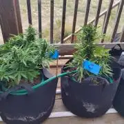 Northern Lights Auto CO outdoor 2026
