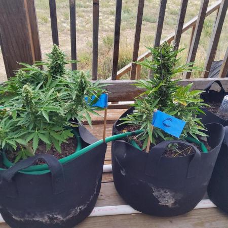 Northern Lights Auto CO outdoor 2026