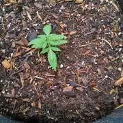 Northern Lightss Autoflower