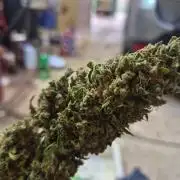 Northern Lights Auto CO outdoor 2026