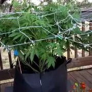 Durban Poison CO grow 2026