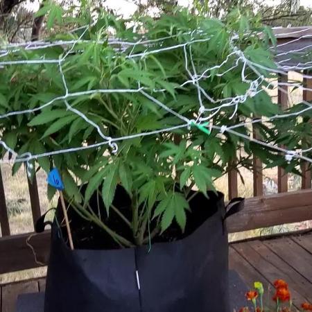 Durban Poison CO grow 2026