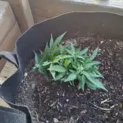 Northern Lights Autoflower