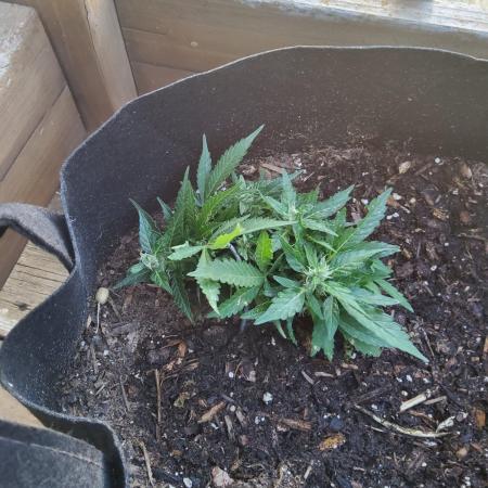 Northern Lights Autoflower